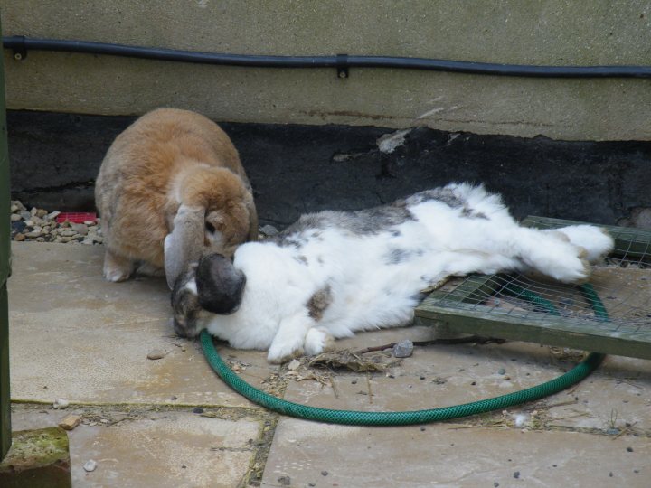 Post some pictures of other pets! - Page 3 - The Lounge - PistonHeads - This image captures a serene moment in a backyard. Two bunnies are sharing a moment on an area rug. One bunny is standing, its gaze directed to the other, who is lying comfortably with its head resting on the standing bunny. The standing bunny seems to be licking the lying bunny's head. They are contained by a green hose, suggesting an outdoor setting.