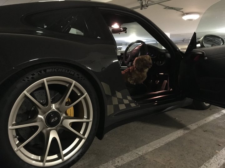 How dog friendly is a 911? For a trip to France.  - Page 4 - 911/Carrera GT - PistonHeads