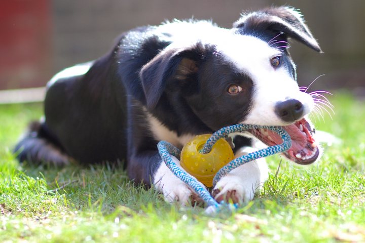 HELP!! Puppy trying to chase cars. Enough is enough - Page 1 - All Creatures Great & Small - PistonHeads - The image shows a black and white dog, possibly a Border Collie, lying on a grassy lawn. The dog is playfully holding a yellow ball and a blue rope toy in its mouth. The dog's face is looking up towards its owner, who is out of frame, indicating a playful interaction between the dog and its owner. The natural light suggests it's daytime.