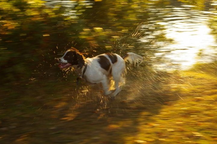 Action Shots Pistonheads Animal - The image shows a black and white dog joyously running through a field, its mouth open in a pant. The dog's legs are spread apart, indicating movement, and its eyes appear focused on the viewer. Sunlight is streaming down onto the dog, creating a lens flare effect. The background suggests an outdoor setting with a water feature and hints of foliage. The overall scene conveys a sense of playful energy and the enjoyment of the outdoors.