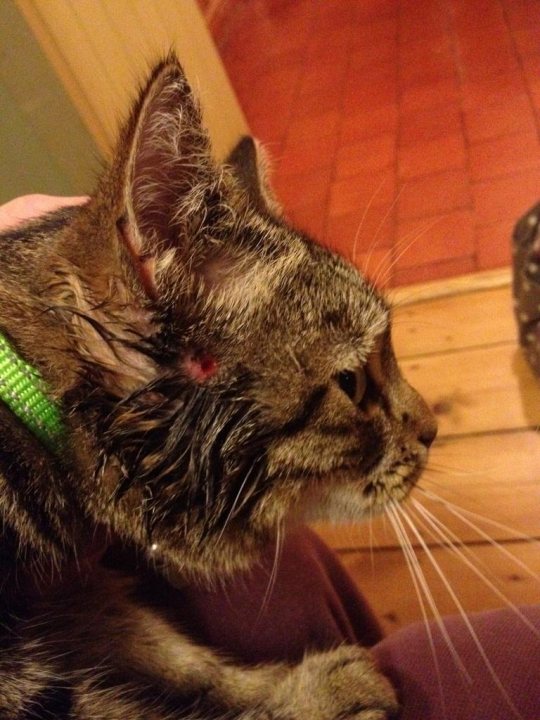 Puncture wound on my cat - advice please  - Page 1 - All Creatures Great & Small - PistonHeads