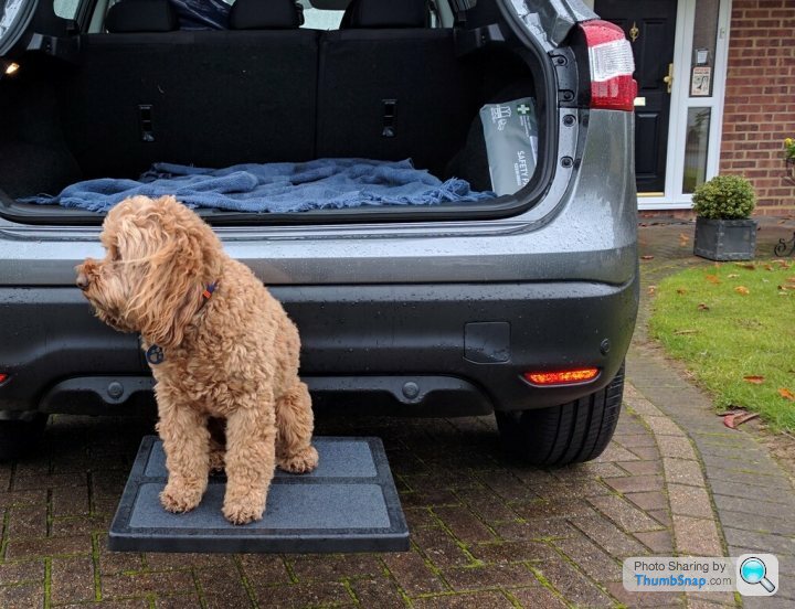 Tow bar step outlet for dogs