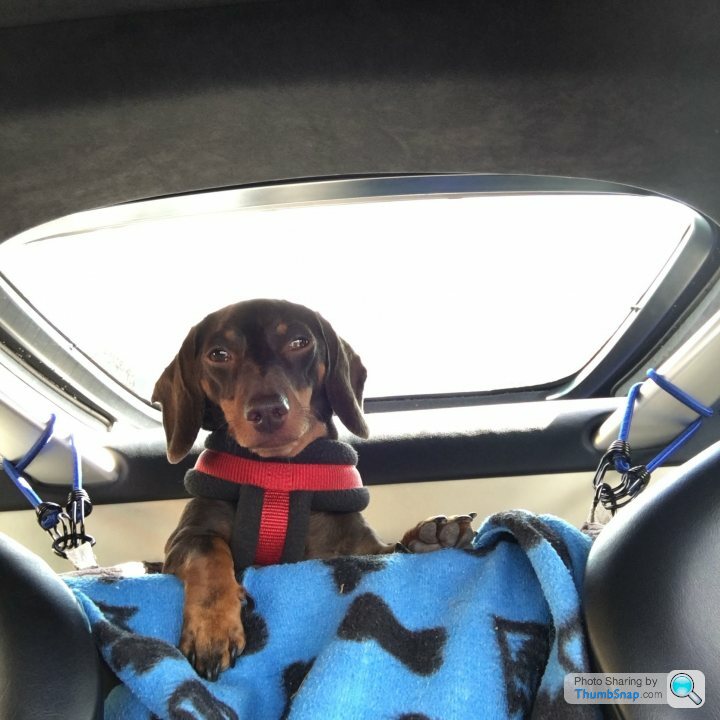 Car seat for dogs -  France