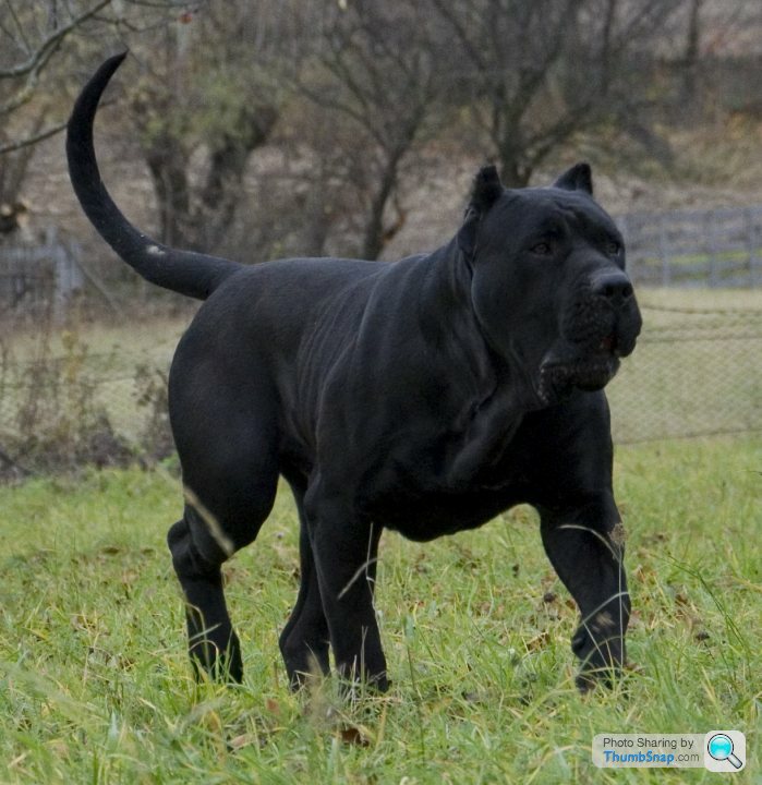 most exotic dog breeds