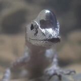 This scuba-diving lizard breathes by blowing an air bubble over its head