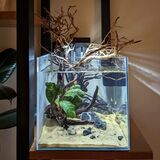 Show me your aquarium - Page 77 - All Creatures Great &amp; Small - PistonHeads UK