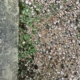 How to kill this weed. - Page 1 - Homes, Gardens and DIY - PistonHeads UK