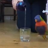Parrot loves water being poured