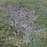 What's this growing on my lawn? - Page 1 - Homes, Gardens and DIY - PistonHeads