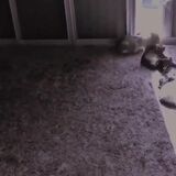 Time lapse of cats following the sun