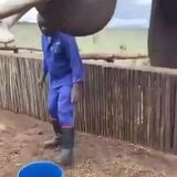 Elephant drinking a bucket of water in 2 seconds