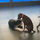 Dog started petting other dogs after seeing his owner doing it