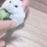 A very round hamster eating cucumber