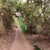 A peacock taking off