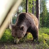 Campers woke up to a grizzly bear