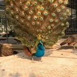 Peacock deploying its train in slow motion