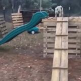 Sheeps playing slides