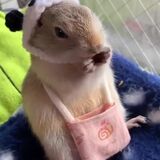 Cute Critter in a Knit Cap Crunching on Carrots ViralHog