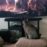 The cat was empathized watching the Lion King movie