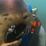 Friendly seal