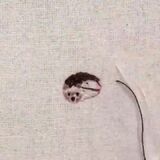 This tiny little hedgehog being sewn into a piece of cloth