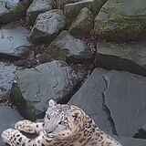 Snow leopard sees new camera in its enclosure