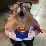 It's super dog!