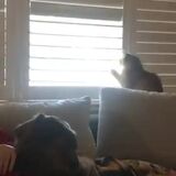 Cat Shows Dominance Over Dad