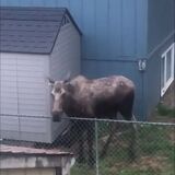 Moose doesn’t give a fuck about your fence