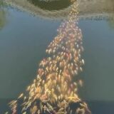 School of fish following a duck