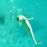 Beluga blowing bubble rings at the camera