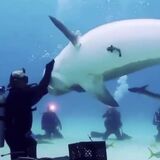 Diver simply denies shark