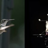 Hummingbird Robot!