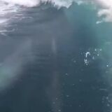 Dolphins seamlessly slip streaming a motorboat