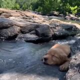 To be a puppy sleeping by a stream