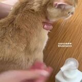 Cat dry shampoo