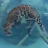 JaguaR eating underwater
