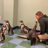 Penguin Gets weighed