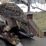 Great-horned Owl decapitating a Hawk that it killed