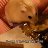 This guy made a working mini kitchen (and cooked with it) for his hamster