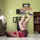 Cat walking the human treadmill