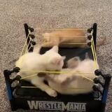 Kittens and a $2 WrestleMania, thrift store find 😂 * Jukin Media Verified * ...