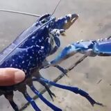 One in a million Blue Lobster