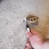 Tiny Turtle Enjoying Some Brushies
