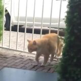 Chonk up this gate