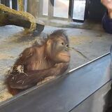Orangutang bursts out laughing at a magic trick