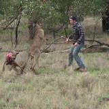 Human punching a kangaroo in the face to save his dog.