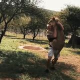 Dexter the lion greets the man who raised him at a wildlife sanctuary