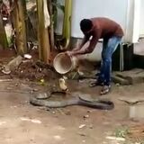 Human helps a king cobra beat the heat in India