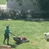 Dog blocks mower with his Frisbee so the owner has to throw it